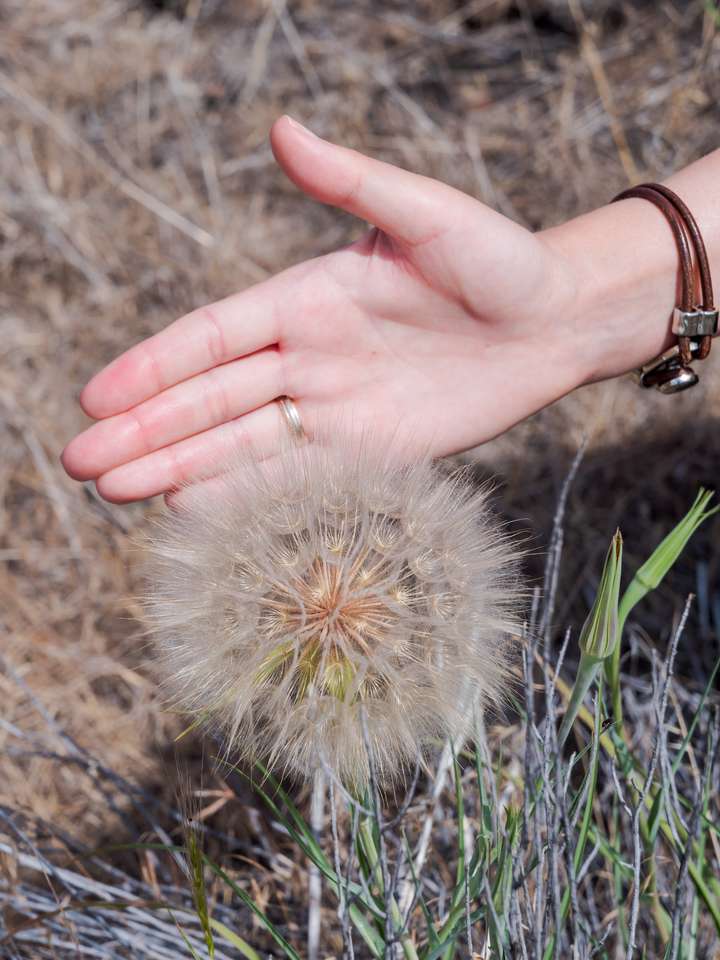 Американский одуванчик перепутал сантиметры и дюймы